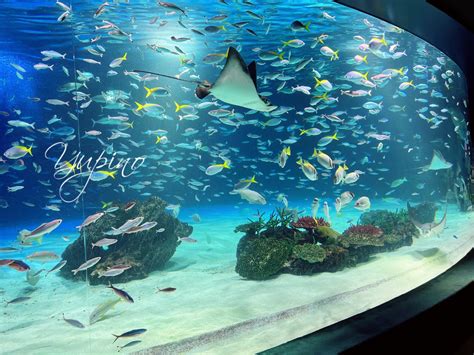 サンシャイン 水族館 デート|サンシャイン水族館見学ガイド！子連れやデートにおす .